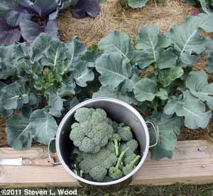 Broccoli