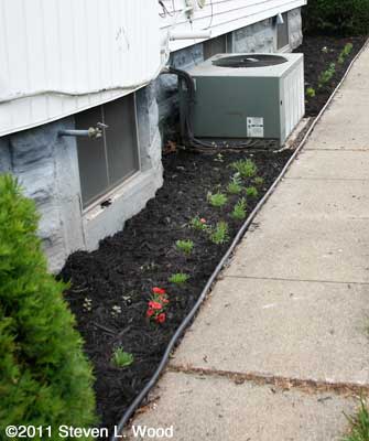 Dianthus along side of house