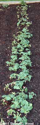 Green beans up