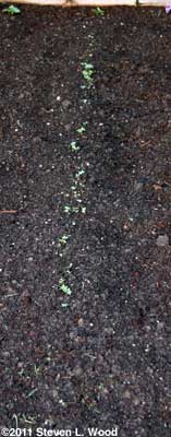 Kale just barely up