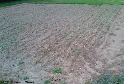 Buckwheat in East Garden