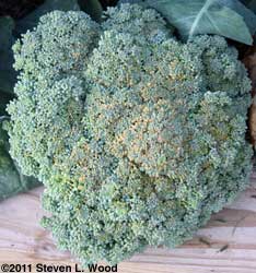 Overripe Belstar Broccoli