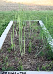 Asparagus rebounds