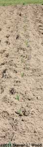 Sweet corn up