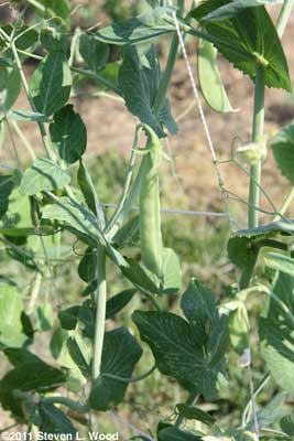 Sugar Snap Pea