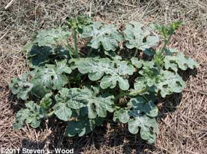 Watermelon plant
