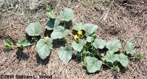 Athena melon plant blooming