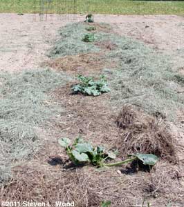 Mulched melon row