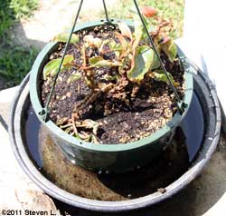 Canner lid bottom watering begonia