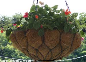 Hanging basket impatiens