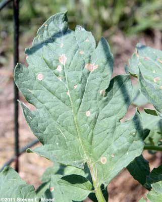 Bacterial spot on tomato leaf