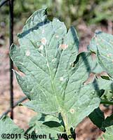 Bacterial spot