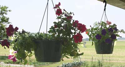Hanging basket petunias