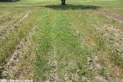 Alfalfa getting going