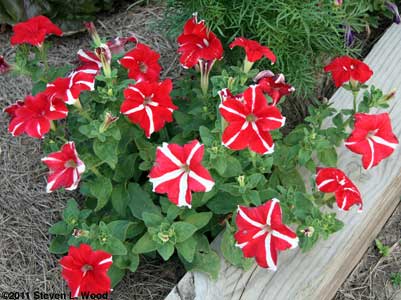 Striped petunia