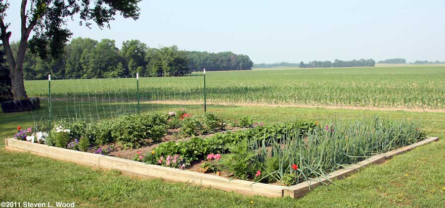 Flowers in the vegetable garden