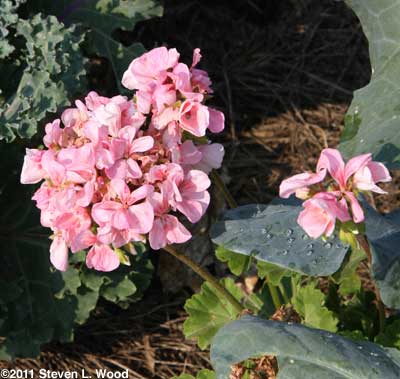 Salmon Geranium