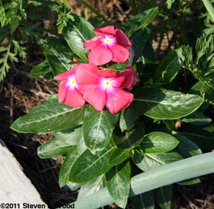 Vinca