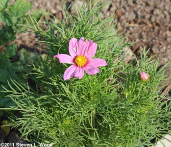 Cosmos