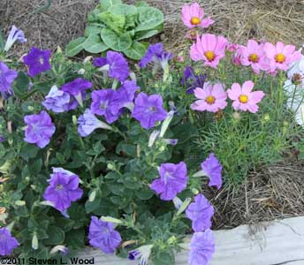 Petunia and Cosmos