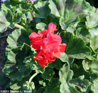 Zoned foliage on geranium