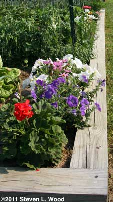 Geranium, petunia cosmos, petunia