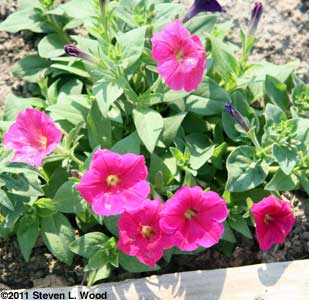 Petunia