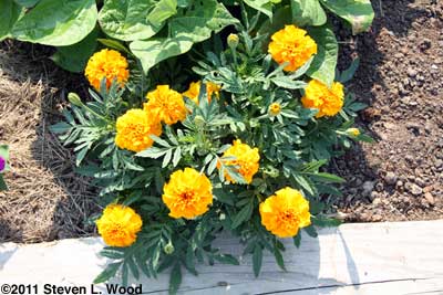 Marigold