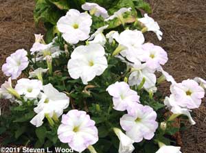 Petunia