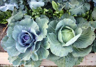 Cabbage