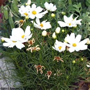 Cosmos