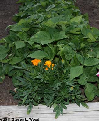 Marigold crowded by beans