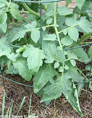 Healthy tomato growth