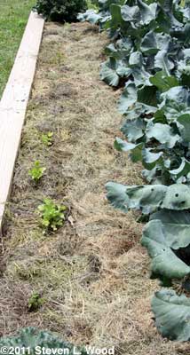 Herbs into raised bed