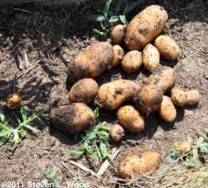 New potatoes