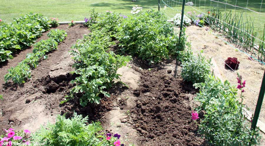 Healthy potato plants