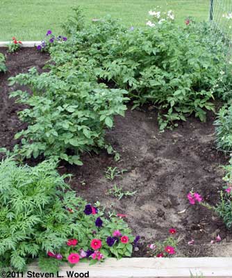 Potato plants