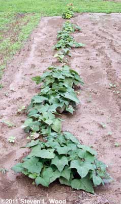Sweet potatoes