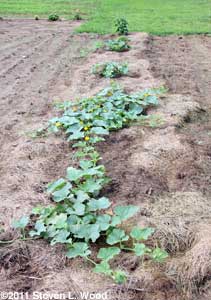Rapidly spreading melon vines