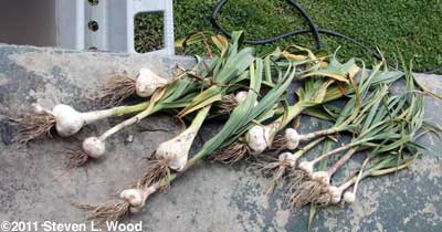 Garlic