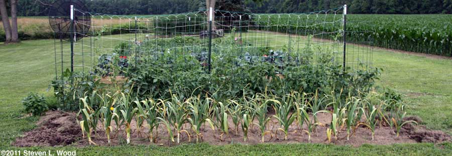 Garlic ready to dig