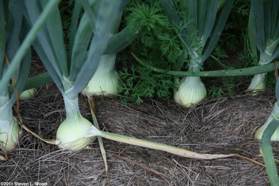Milestone onions