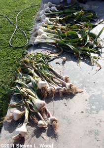 Garlic