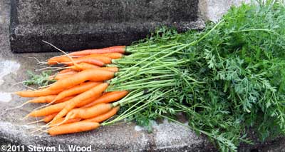 Carrots