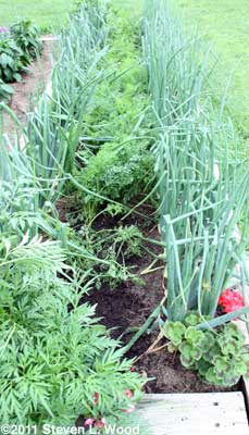 Carrot rows