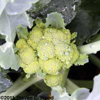 Broccoli sideshoot