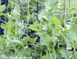 Sugar Snaps blooming