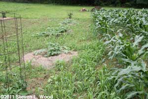 Weed pressure
