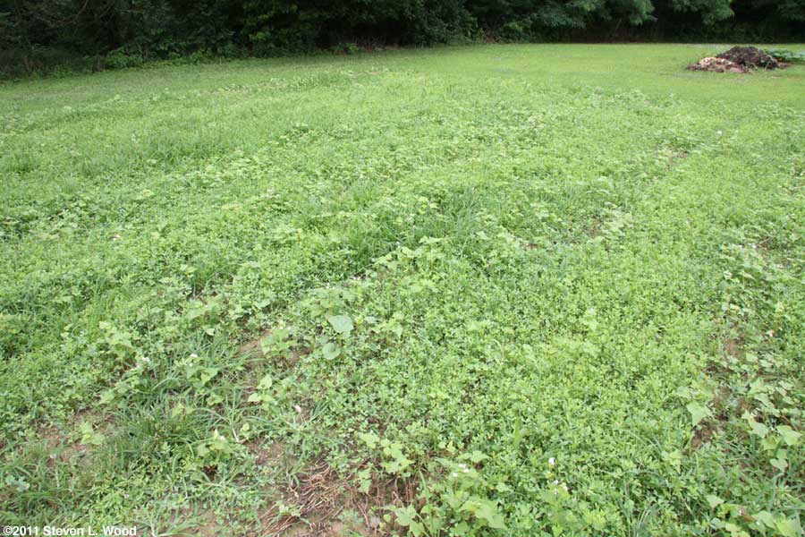 Good stand of alfalfa