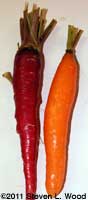 Atomic red and standard carrot